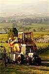 Récolte, vignoble, Australie de Guill de Pury