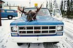 Antlers on Hood of Truck James Bay, Quebec, Canada