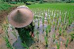 Farmer Indonesia