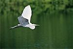 Grande aigrette