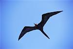 Great Frigate Bird