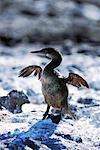 Flightless Cormorant