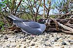 Mouette à queue fourchue