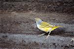 Galapagos Flycatcher