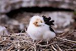 Red-footed Booby Chick