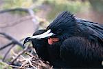 Magnificent Frigate Bird