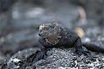 Marine Iguana