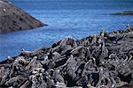 Marine Iguanas