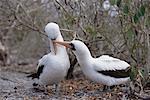 Masked Boobies