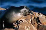 Sea Lions