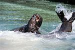 Sea Lions