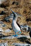 Blue-footed Booby