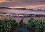 Terres agricoles près de Antigonish (Nouvelle-Écosse), Canada