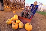 Scarecrow Plowing Pumpkins