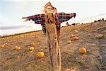 Halloween Scarecrow