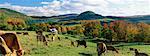 Cattle Grazing, Beacham, Vermont, USA