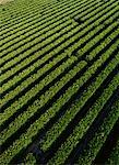 Aerial of Orange Groves, Lake Wales, Florida, USA