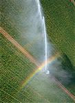 Potato Field Being Irrigated, Homestead, Florida, USA