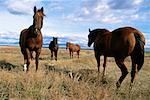 Quatre chevaux