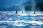 Killer Whales British Columbia, Canada