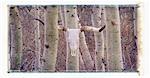 Longhorn-Schädel auf Bäumen