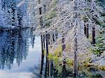 Schneebedeckte Bäume Edson, Alberta, Kanada
