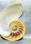 Nautilus Shell