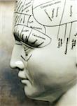 Close-up of Phrenology Mannequin