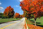 Tree-Lined Road in Autumn