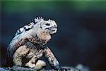 Marine Iguana aux îles Galapagos, Equateur