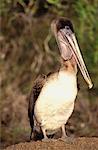 Pélican aux îles Galapagos, Équateur océan Pacifique