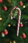 Candy Cane sur arbre