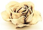 Dried Rose