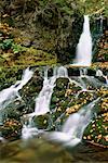 Chutes d'eau en forêt