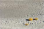 Daisies Growing in Dry Mud Namaqualand, South Africa Africa