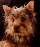 Silky Terrier Puppy