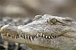 Gros plan d'un marais de Zapata Crocodile, Cuba