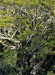 Flechten bedeckt Buche Bäume Fiordland-Nationalpark, Südinsel, Neuseeland