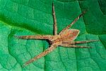 Nursey Web Spider