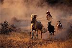 Cheval en voiture