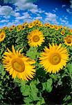 Tournesols