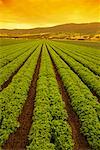 Lettuce Field Salinas Valley, California, USA