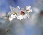 Almond Blossom