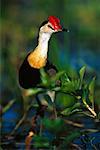 À crête Jacana Kakadu National Park, Australie