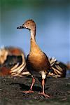 À plumes Whistling Duck Kakadu National Park, Australie