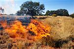 Busch Feuer Northern Territory, Australien