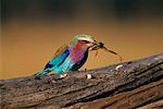 Lilac-Breasted Roller