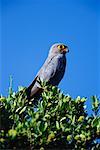 Grey Kestrel