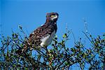 Black-Breasted Snake Eagle