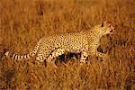 Guépard